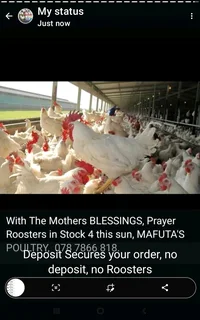 Prayer Roosters