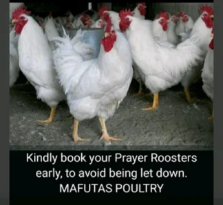 Prayer Roosters