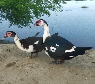 Muscovy/Zulu Drake and Ducks