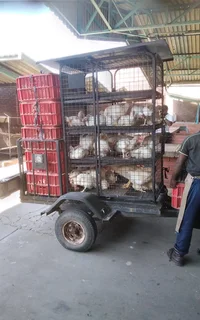 Poultry Transporting or storage trailer on wheels