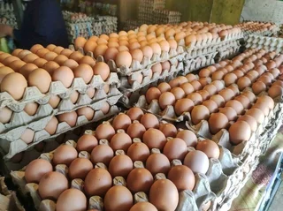 Eggs, freshly Laid