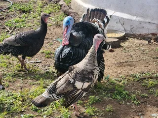 Turkeys Ready to Go