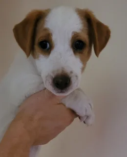 Jack Russell puppy for sale