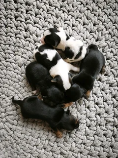 Traditional and Parti Yorkies