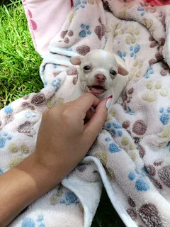 Chihuahua Puppies
