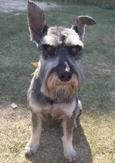 Schnauzer Puppies