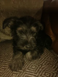Schnauzer Puppies