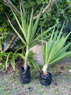 Yuccas - Ad posted by Marcelle