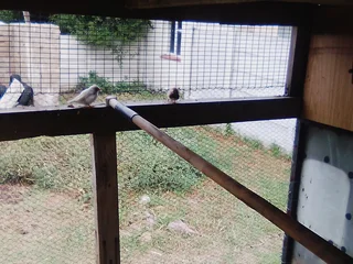 10 Zebra finches for sale