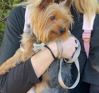 Yorkie Puppies looking for loving home