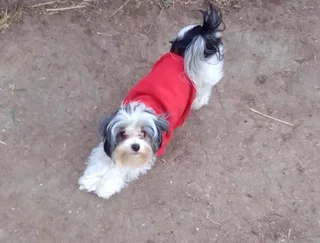 Yorkie Puppies looking for loving home