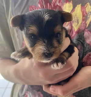 Yorkie Puppies looking for loving home