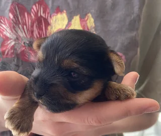 Yorkie Puppies looking for loving home