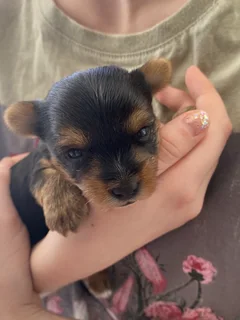Yorkie Puppies looking for loving home