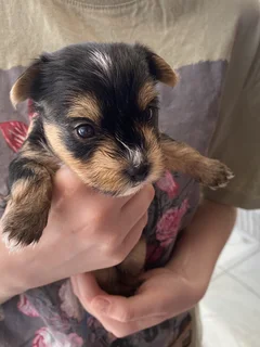 Yorkie Puppies looking for loving home