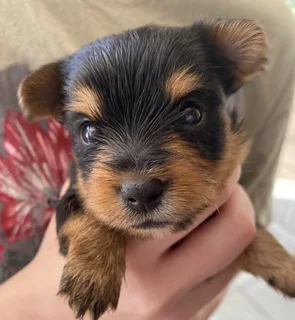 Yorkie Puppies looking for loving home