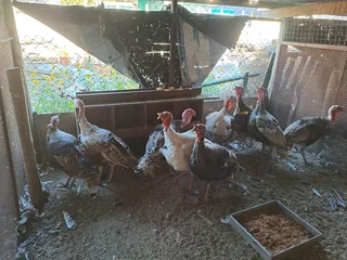 Turkeys available