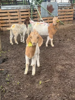 Boer Goats
