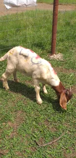 Boer Goats