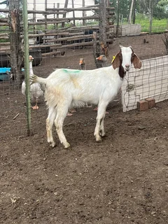 Variety of goats available