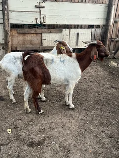 Variety of goats available