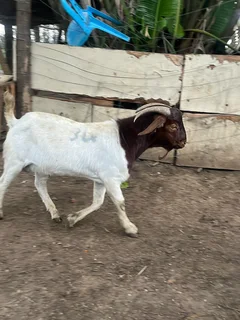 Variety of goats available