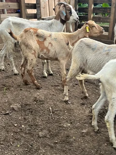 Variety of goats available
