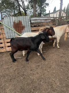 Variety of goats available