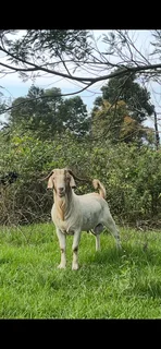 Premium Wholesale And Retail Goats