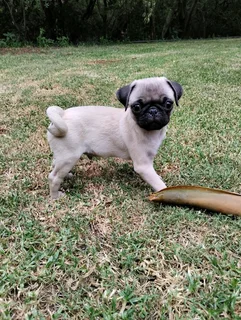 Pug puppies