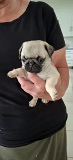 Fawn pug