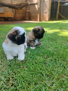 Shih-Tzu puppies