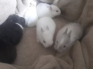 Christmas Netherlands Dwarf Rabbits