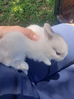 Christmas Netherlands Dwarf Rabbits