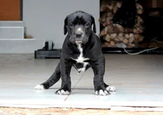 Great Dane puppies