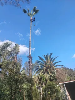 Tree felling and Garden cleaning