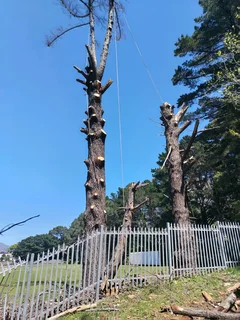 Tree felling and landscaping