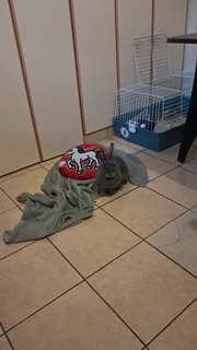 Rabbit - Ad posted by Jeanine Govender