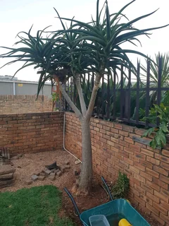 Aloe Trees