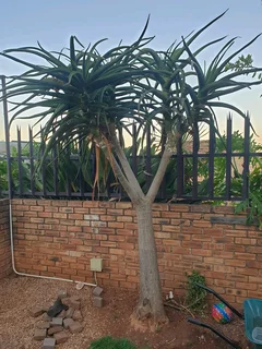 Aloe Trees