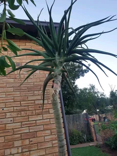 Aloe Trees