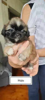 Pekingese Puppies
