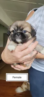 Pekingese Puppies