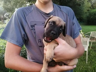 Pure bred Mastiff puppies for sale