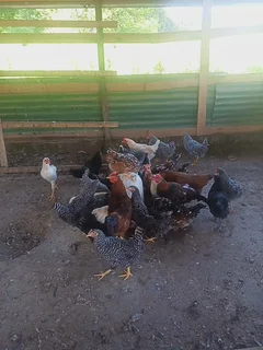 Animals - Ad posted by Madelein Botha