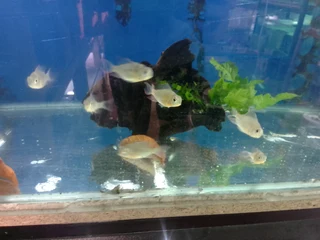 Bolivian rams for sale