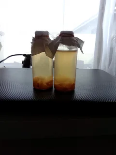 Microworms and vinegar eels for sale