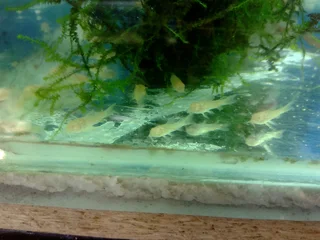 Corydoras for sale