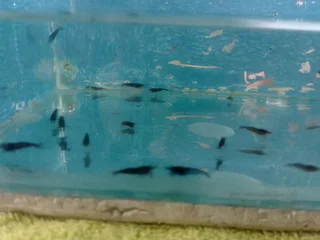 Blue shrimp for sale