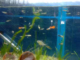 Guppies for sale